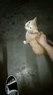 6057.webm